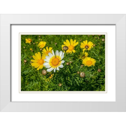 Crown daisy White Modern Wood Framed Art Print with Double Matting by Engelbrecht, Lisa S.