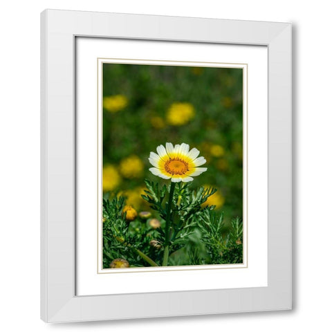 Crown daisy White Modern Wood Framed Art Print with Double Matting by Engelbrecht, Lisa S.