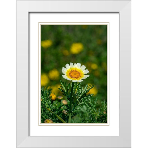 Crown daisy White Modern Wood Framed Art Print with Double Matting by Engelbrecht, Lisa S.