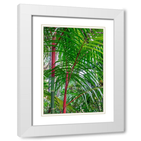 Cyrtostachys renda-palm tree White Modern Wood Framed Art Print with Double Matting by Engelbrecht, Lisa S.