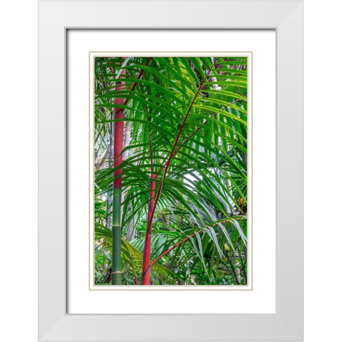 Cyrtostachys renda-palm tree White Modern Wood Framed Art Print with Double Matting by Engelbrecht, Lisa S.