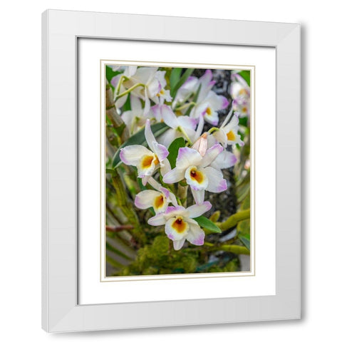 Dendrobium Orchid White Modern Wood Framed Art Print with Double Matting by Engelbrecht, Lisa S.