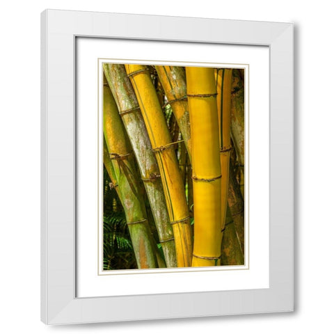 Detail of golden bamboo White Modern Wood Framed Art Print with Double Matting by Engelbrecht, Lisa S.