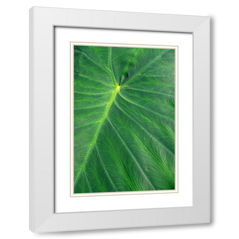 Detail of large tropical leaf White Modern Wood Framed Art Print with Double Matting by Engelbrecht, Lisa S.