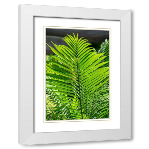 Detail of palm fronds White Modern Wood Framed Art Print with Double Matting by Engelbrecht, Lisa S.