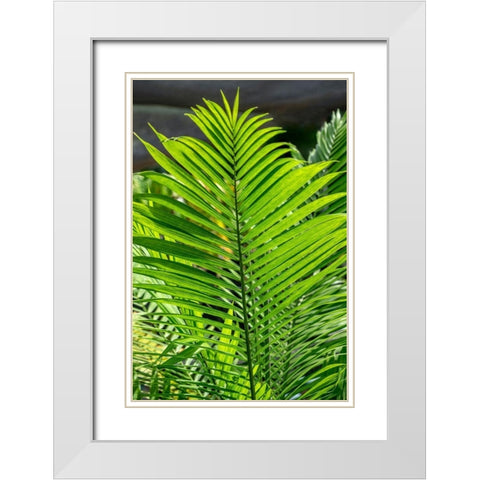 Detail of palm fronds White Modern Wood Framed Art Print with Double Matting by Engelbrecht, Lisa S.