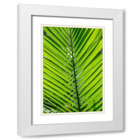 Detail of palm fronds White Modern Wood Framed Art Print with Double Matting by Engelbrecht, Lisa S.