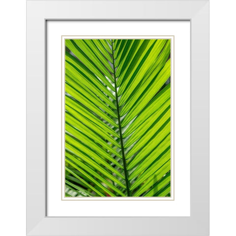 Detail of palm fronds White Modern Wood Framed Art Print with Double Matting by Engelbrecht, Lisa S.