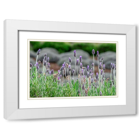 English Lavender White Modern Wood Framed Art Print with Double Matting by Engelbrecht, Lisa S.