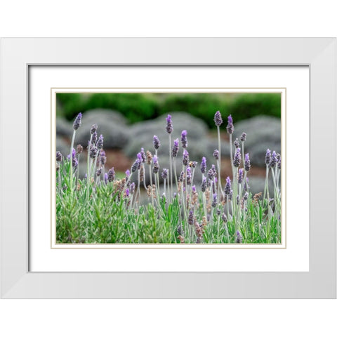 English Lavender White Modern Wood Framed Art Print with Double Matting by Engelbrecht, Lisa S.