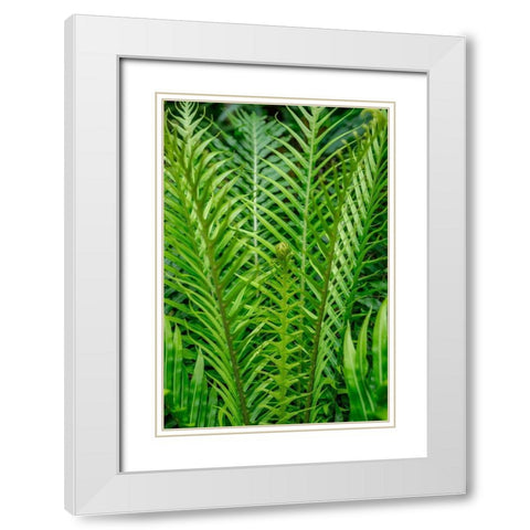 Fern White Modern Wood Framed Art Print with Double Matting by Engelbrecht, Lisa S.