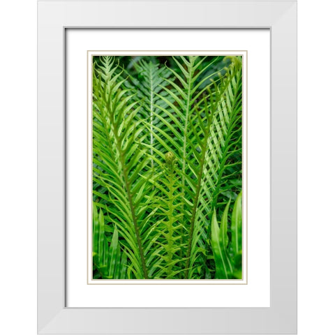 Fern White Modern Wood Framed Art Print with Double Matting by Engelbrecht, Lisa S.