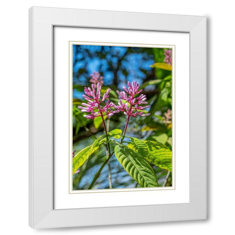 Firespike plant White Modern Wood Framed Art Print with Double Matting by Engelbrecht, Lisa S.