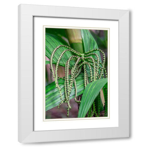 Flower of a Chamaedorea palm tree White Modern Wood Framed Art Print with Double Matting by Engelbrecht, Lisa S.