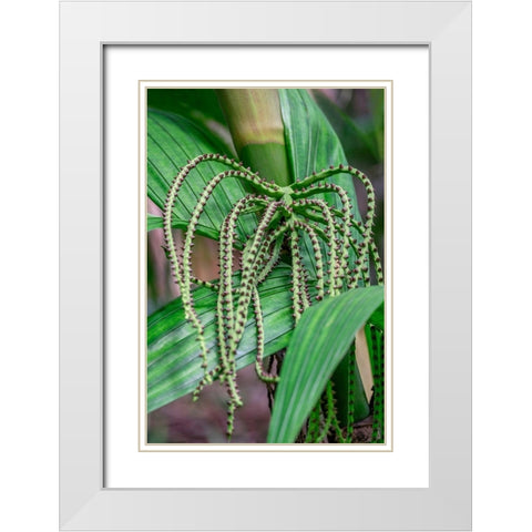 Flower of a Chamaedorea palm tree White Modern Wood Framed Art Print with Double Matting by Engelbrecht, Lisa S.