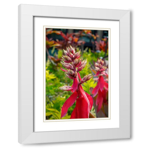 Flowering Aechmea plant White Modern Wood Framed Art Print with Double Matting by Engelbrecht, Lisa S.