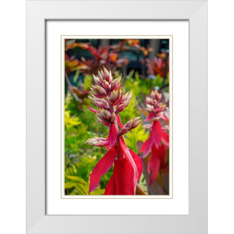 Flowering Aechmea plant White Modern Wood Framed Art Print with Double Matting by Engelbrecht, Lisa S.