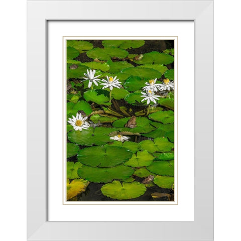 Frogs among Woods White Knight lilies White Modern Wood Framed Art Print with Double Matting by Engelbrecht, Lisa S.
