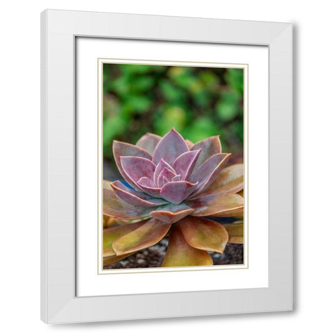 Ghost plant-succulent White Modern Wood Framed Art Print with Double Matting by Engelbrecht, Lisa S.