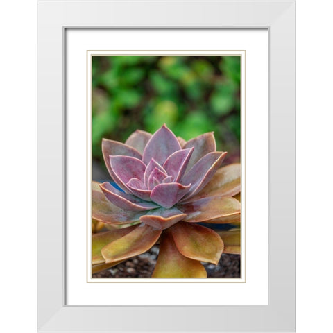 Ghost plant-succulent White Modern Wood Framed Art Print with Double Matting by Engelbrecht, Lisa S.