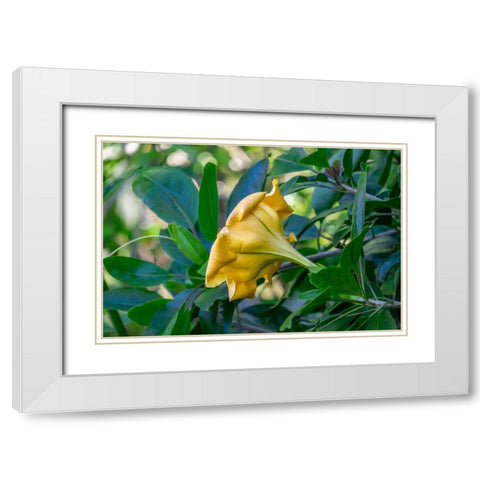 Golden Cup flower White Modern Wood Framed Art Print with Double Matting by Engelbrecht, Lisa S.