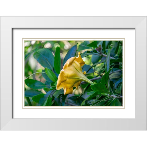 Golden Cup flower White Modern Wood Framed Art Print with Double Matting by Engelbrecht, Lisa S.
