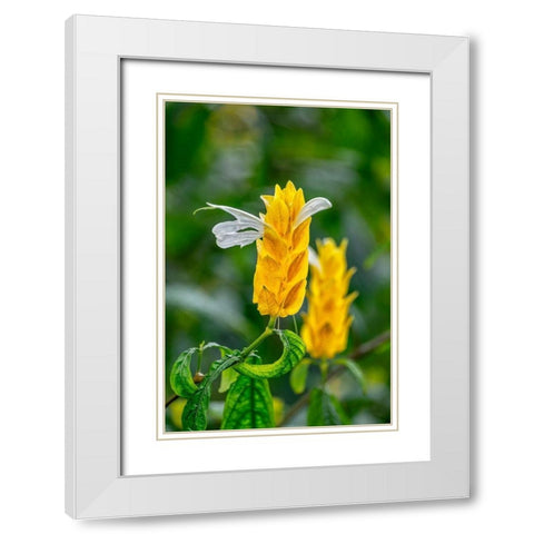 Golden Shrimp Plant-lollipop plant White Modern Wood Framed Art Print with Double Matting by Engelbrecht, Lisa S.