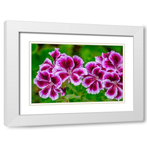 Gooseberry Geranium White Modern Wood Framed Art Print with Double Matting by Engelbrecht, Lisa S.