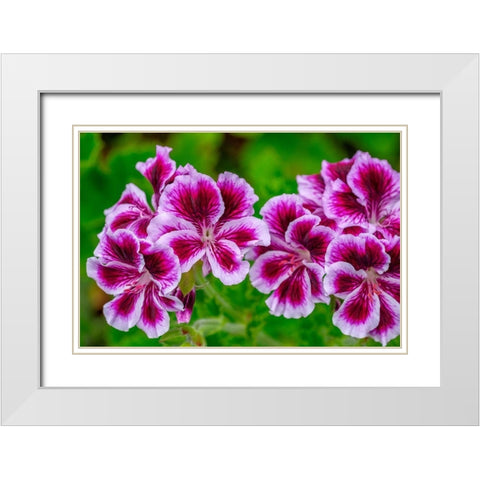 Gooseberry Geranium White Modern Wood Framed Art Print with Double Matting by Engelbrecht, Lisa S.