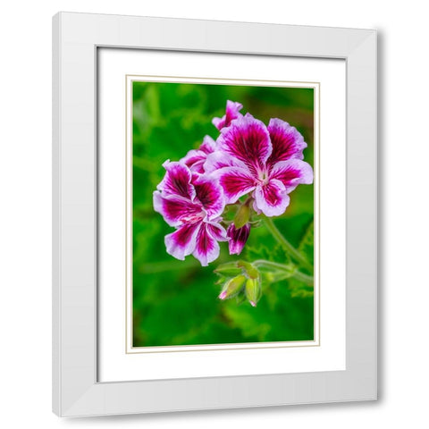 Gooseberry Geranium White Modern Wood Framed Art Print with Double Matting by Engelbrecht, Lisa S.