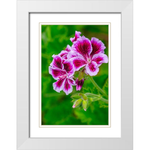 Gooseberry Geranium White Modern Wood Framed Art Print with Double Matting by Engelbrecht, Lisa S.