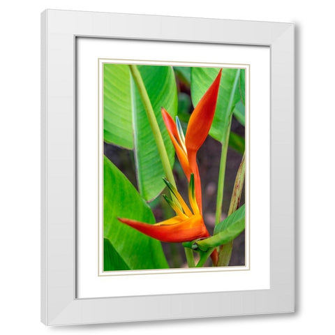 Heliconia White Modern Wood Framed Art Print with Double Matting by Engelbrecht, Lisa S.
