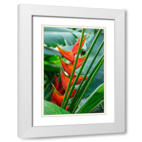 Heliconia White Modern Wood Framed Art Print with Double Matting by Engelbrecht, Lisa S.