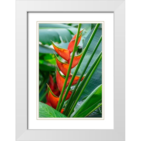 Heliconia White Modern Wood Framed Art Print with Double Matting by Engelbrecht, Lisa S.