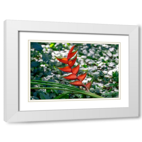 Heliconia White Modern Wood Framed Art Print with Double Matting by Engelbrecht, Lisa S.