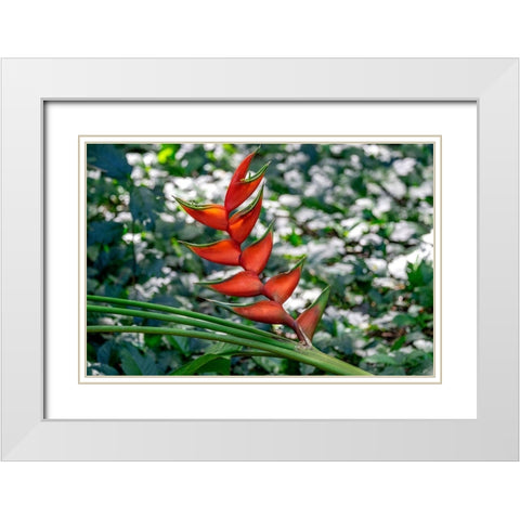 Heliconia White Modern Wood Framed Art Print with Double Matting by Engelbrecht, Lisa S.