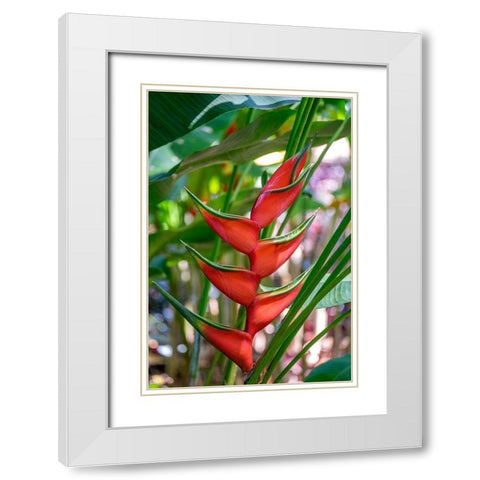 Heliconia White Modern Wood Framed Art Print with Double Matting by Engelbrecht, Lisa S.