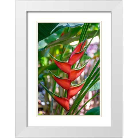 Heliconia White Modern Wood Framed Art Print with Double Matting by Engelbrecht, Lisa S.