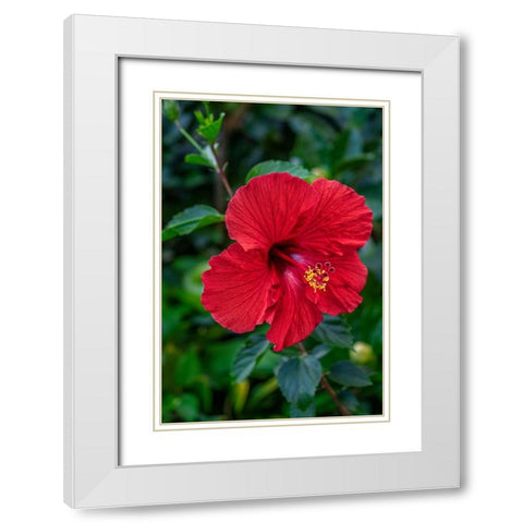 Hibiscus White Modern Wood Framed Art Print with Double Matting by Engelbrecht, Lisa S.
