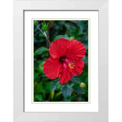 Hibiscus White Modern Wood Framed Art Print with Double Matting by Engelbrecht, Lisa S.