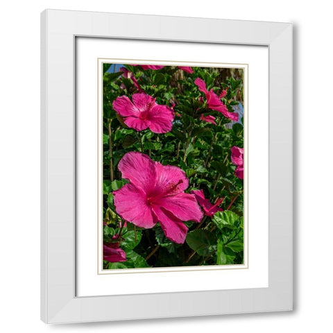 Hibiscus White Modern Wood Framed Art Print with Double Matting by Engelbrecht, Lisa S.