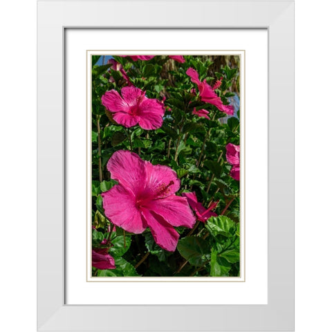 Hibiscus White Modern Wood Framed Art Print with Double Matting by Engelbrecht, Lisa S.