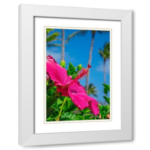 Hibiscus White Modern Wood Framed Art Print with Double Matting by Engelbrecht, Lisa S.