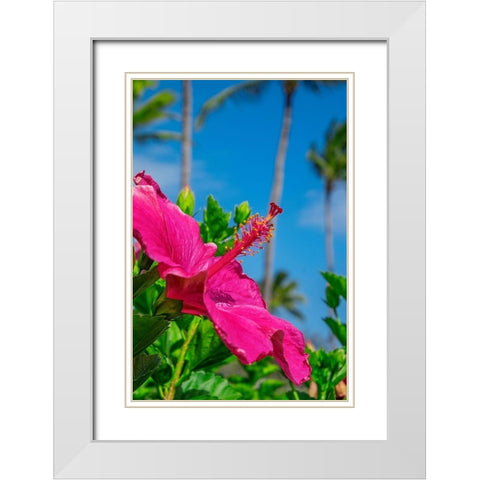 Hibiscus White Modern Wood Framed Art Print with Double Matting by Engelbrecht, Lisa S.