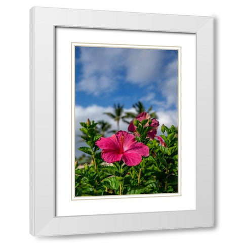 Hibiscus White Modern Wood Framed Art Print with Double Matting by Engelbrecht, Lisa S.