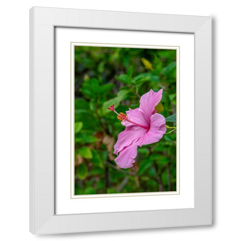 Hibiscus White Modern Wood Framed Art Print with Double Matting by Engelbrecht, Lisa S.