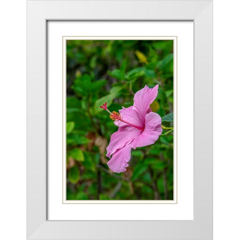 Hibiscus White Modern Wood Framed Art Print with Double Matting by Engelbrecht, Lisa S.