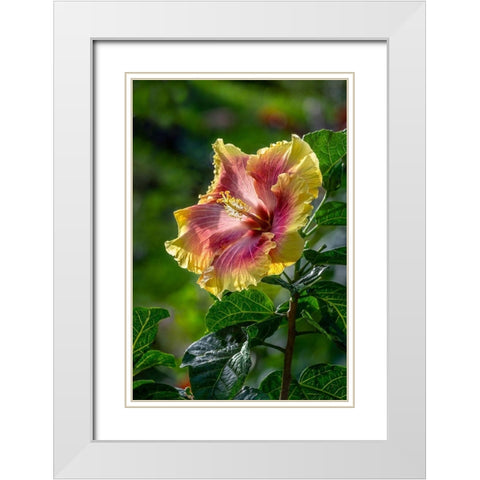 Hibiscus flower White Modern Wood Framed Art Print with Double Matting by Engelbrecht, Lisa S.