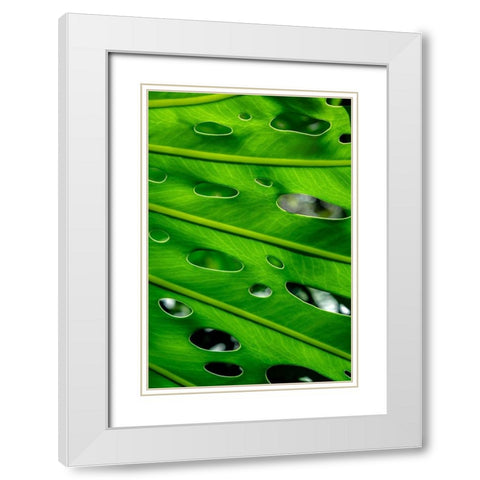 Hurricane Plant White Modern Wood Framed Art Print with Double Matting by Engelbrecht, Lisa S.