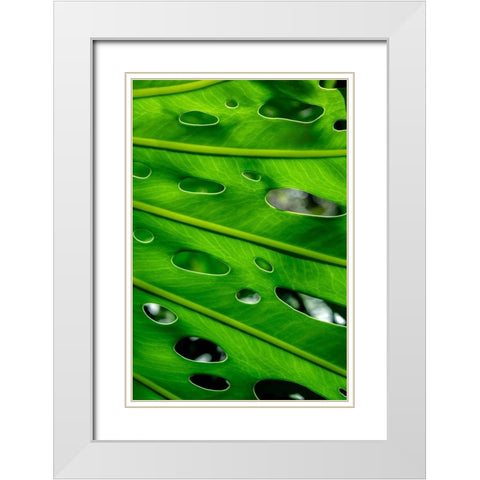 Hurricane Plant White Modern Wood Framed Art Print with Double Matting by Engelbrecht, Lisa S.